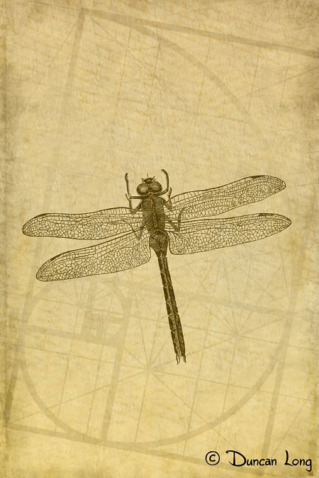 Dragonfly on Ancient Paper - a book cover illustration artwork by Duncan Long