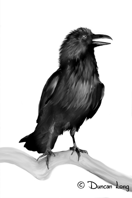 Raven book illustration by artist Duncan Long