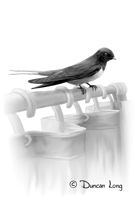 Barn swallow book art by illustrator Duncan Long